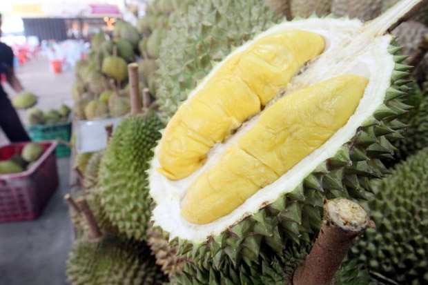 Gara-gara Durian Busuk, Satu Universitas Dievakuasi