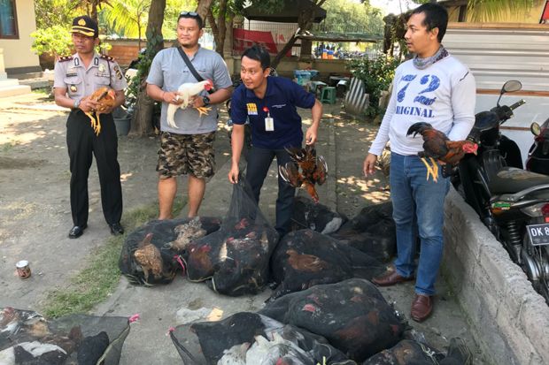 120 Ekor Ayam Ilegal Diamankan Polisi di Pelabuhan Gilimanuk