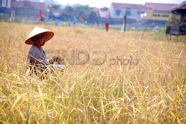 Kementan Gelontorkan Rp1 Triliun untuk Alat Pengering Bagi Petani