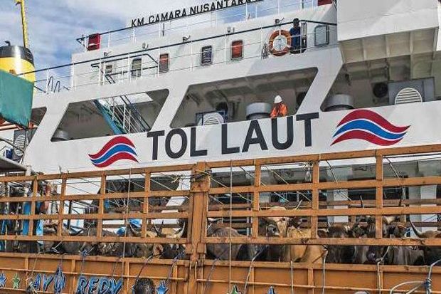 Dua Kapal Ternak Pelni Angkut 1.000 Sapi untuk DKI Jakarta