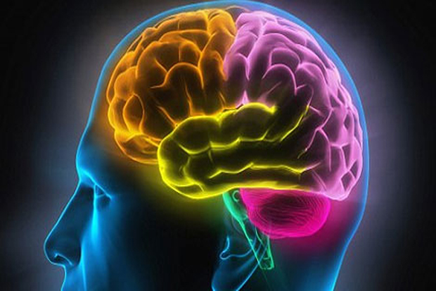 Ahli Klaim Bisa Pindahkan Ingatan Hewan ke Sel Otak Manusia