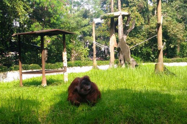 Pelempar Rokok ke Orangutan Diberi Sanksi Kerja Sosial Tiga Hari