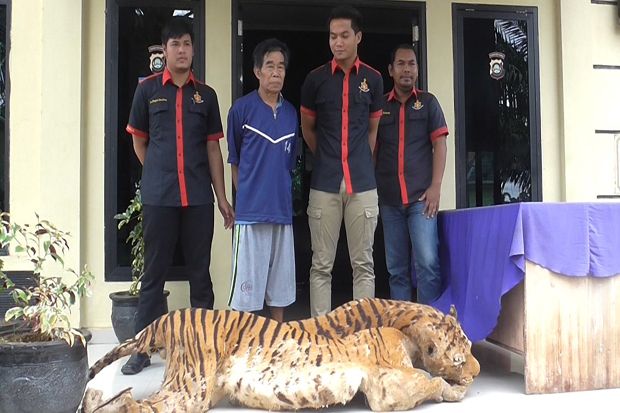 Polres Musi Rawas Gagalkan Penjualan Kulit Harimau Sumatera
