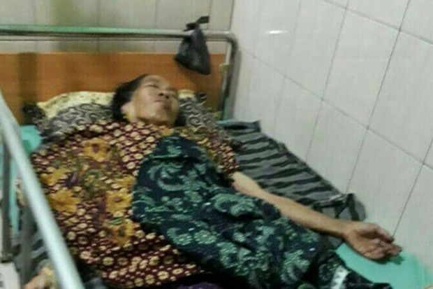 Sedang Tanam Kayu Manis, Nenek 58 Tahun Diterkam Harimau Sumatera
