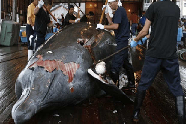Jepang Bantai 333 Ikan Paus, Termasuk 122 Sedang Hamil