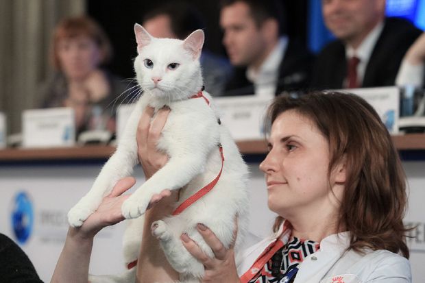 Kucing Tuli Achilles, Peramal Piala Dunia 2018