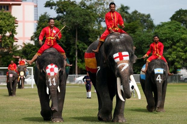 Gajah Thailand Jadi Duta Anti-Judi Piala Dunia 2018
