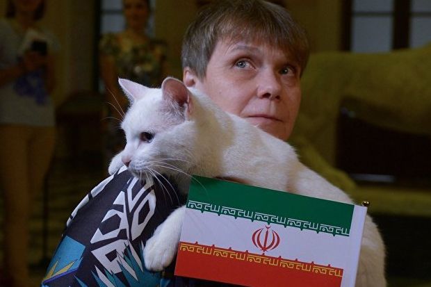 Kucing Achilles Pilih Iran Jadi Pemenang Ketika Bertemu Maroko