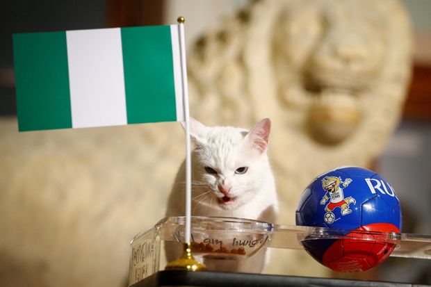 Kucing Achilles Ramalkan Argentina Pulang Kampung