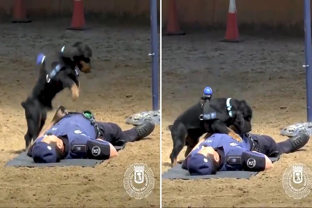 Anjing Ini Praktikkan CPR Termasuk Napas Bantuan pada Polisi