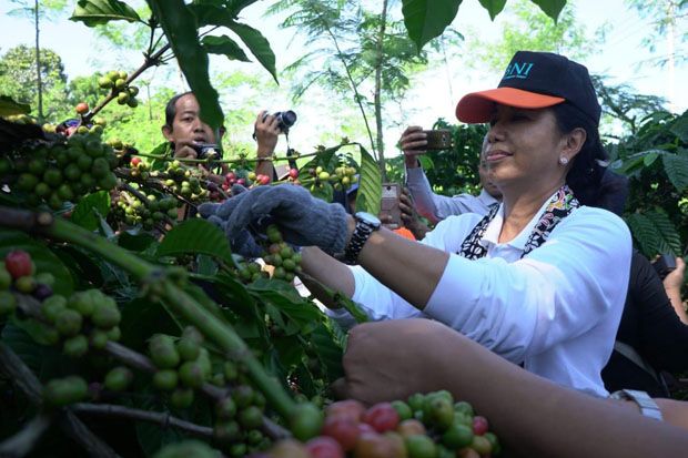 Sambangi Jember, Menteri Rini Dorong Peningkatan Kesejahteraan Petani Kopi