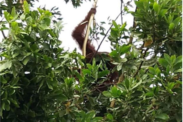 Habitat Terganggu, Orangutan Masuk Kebun Warga