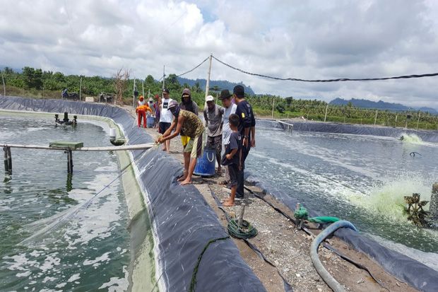 Potensi Pengembangan Udang Vaname di Kabupaten Pasangkayu