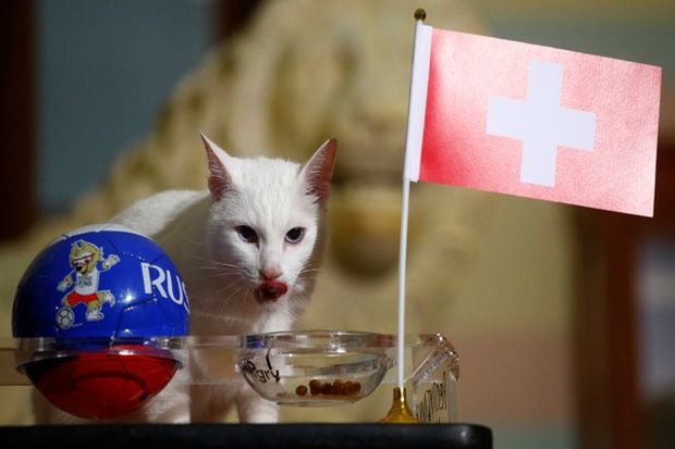 Swedia vs Swiss, Kucing Peramal Achiles Sudah Kantongi Pemenangnya