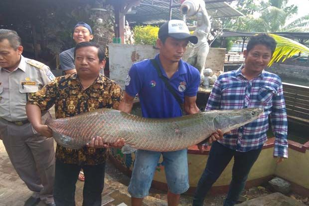 Ikan Predator Arapaima Gigas Mulai Masuk Perairan Surabaya