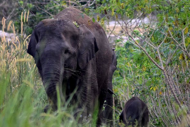 Kasus Pembunuhan Gajah Sumatera di Aceh Dibongkar
