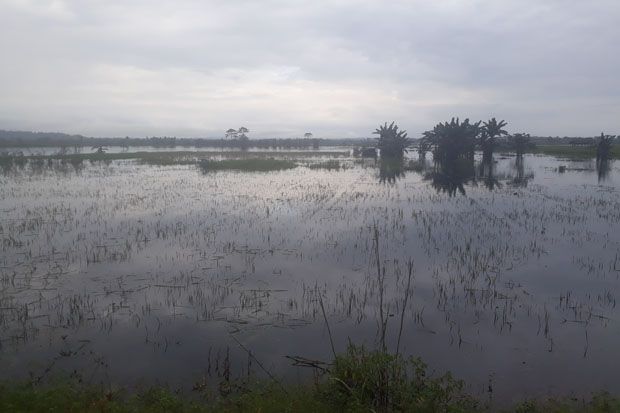 Sepekan Ratusan Hektare Sawah di Konawe Terendam Banjir
