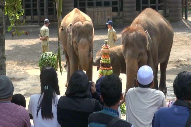 Begini Perayaan Unik Ulang Tahun Gajah di Kebun Binatang