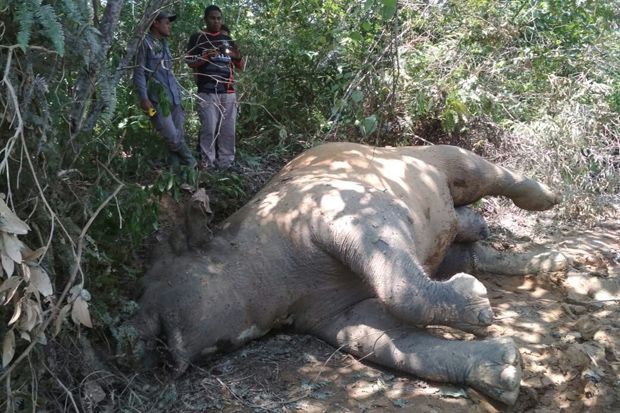 Ditemukan Lagi, Gajah Mati di Aceh Timur