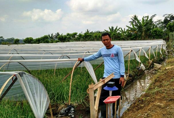 Adopsi Sungkup Plastik, Petani Tanam Bawang di Musim Hujan