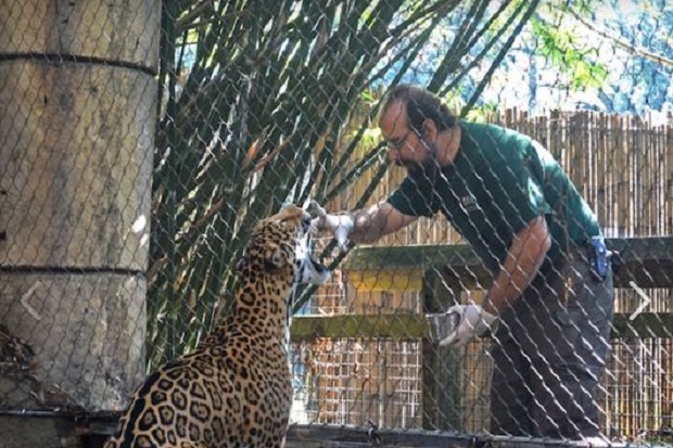 Jaguar di Bonbin New Orleans Lepas dari Kandang, Bunuh 6 Hewan