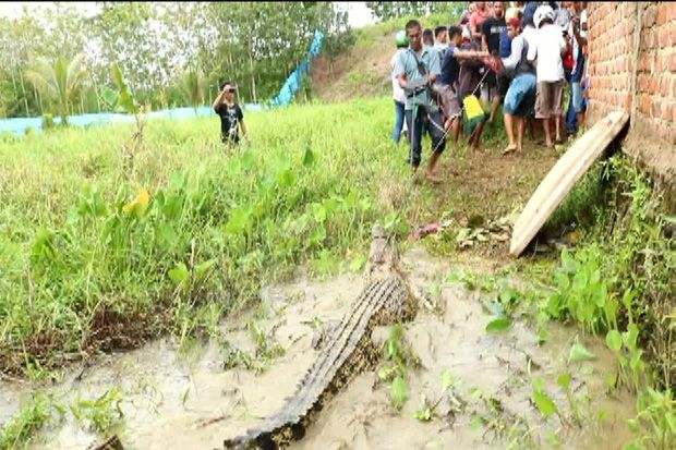 Polisi Selidiki Kasus Pembantaian Ratusan Ekor Buaya di Sorong