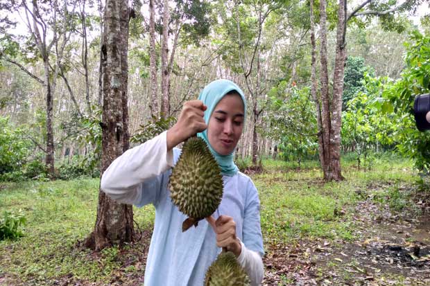 Berburu Nikmatnya Durian Taibabi di Bangka Belitung