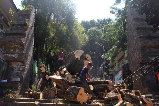 Tertimpa Pohon Berusia Ratusan Tahun, Situs Makam Sunan Giri Rusak