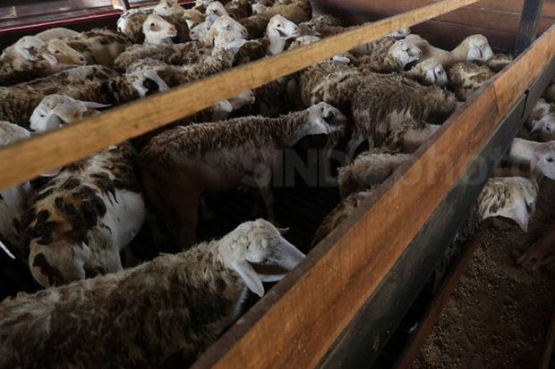 Saudi Kirim 17.000 Domba Kurban untuk Indonesia