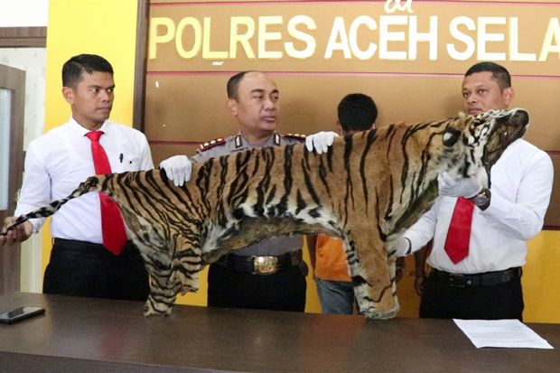 Satreskrim Polres Aceh Selatan Gagalkan Penjualan Kulit Harimau Sumatera