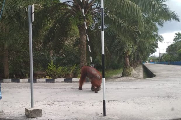 Orangutan Masuk Kawasan PLTD Kumai, Karyawan Ketakutan