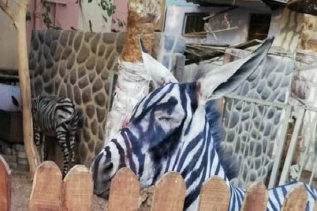 Bonbin Mesir Dituduh Mengecat Keledai agar Mirip Zebra