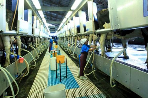 Industri Susu Segar Nasional Butuh Regulasi Lebih Tinggi