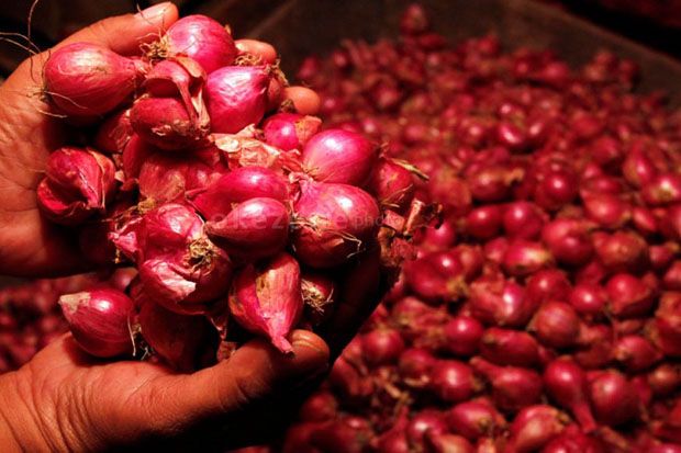 Solok Jadi Produsen Bawang Merah di Sumatera