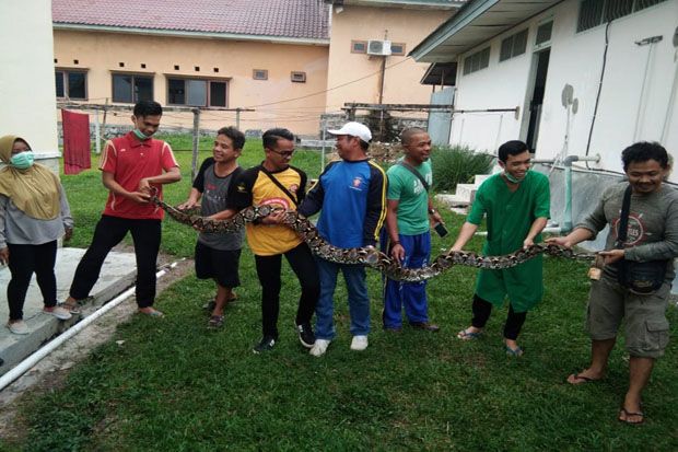 Heboh, Ular Sanca 6 Meter Ditemukan di RSUD Pangkalan Bun