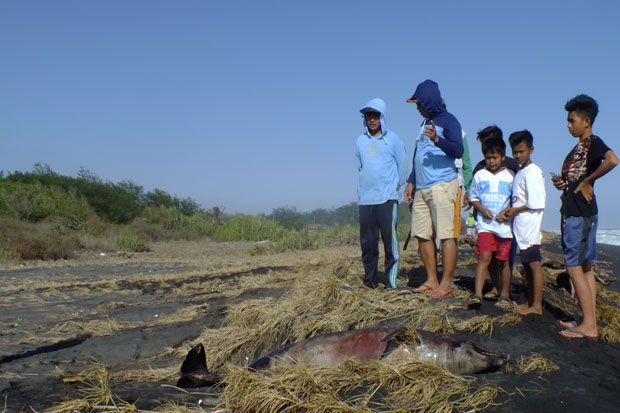 Seekor Lumba-Lumba Tewas Terdampar di Pantai Trisik Kulonprogo