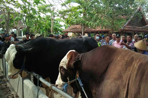 Punya Berat 1,1 Ton, Sapi Limosin Terjual Seharga Rp61 Juta