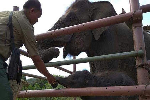 Tiga Bayi Gajah Sumatera Lahir di Penangkaran Konservasi Barumun