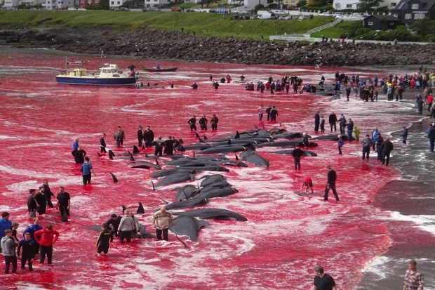 Horor, Faroe Islands Digenangi Darah saat 180 Paus Dibantai