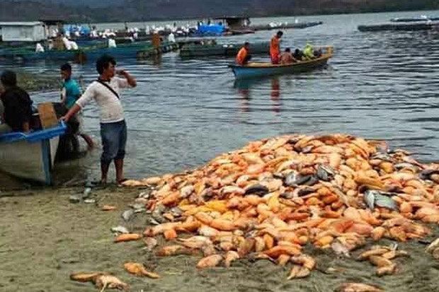 Jutaan Ikan Mas dan Nila Mendadak Mati di Perairan Danau Toba
