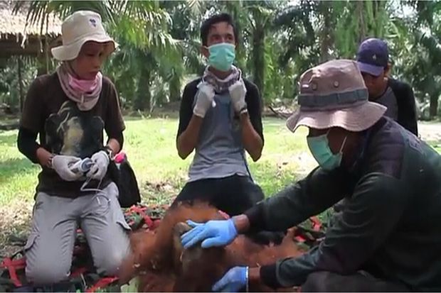 Orangutan Berhasil Dievakuasi dari Perkebunan Sawit di Langkat