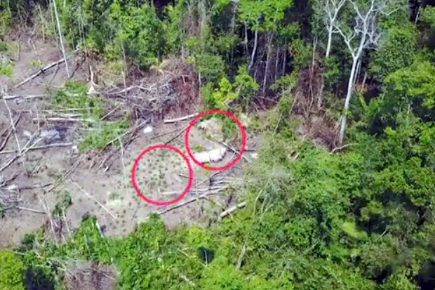 Rekaman Video Drone Ungkap Keberadaan Suku Misterius di Amazon
