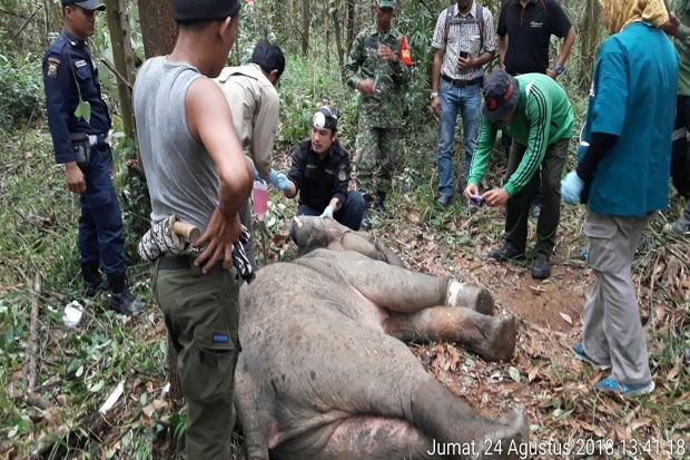 Kena Jerat Pemburu, Gajah Sumatera Ditemukan Terluka
