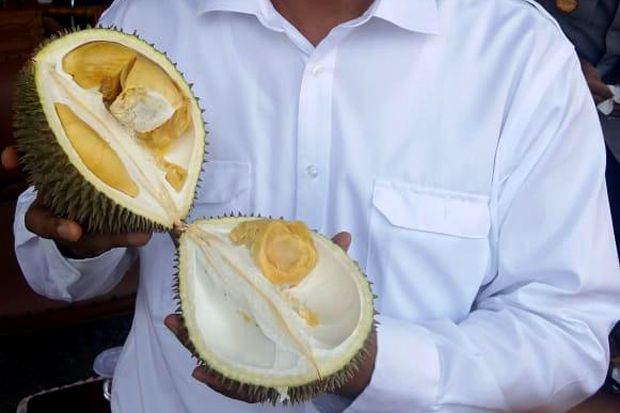 Kementan Pede Durian Bawor Asli Banyumas Bisa Saingi Monthong