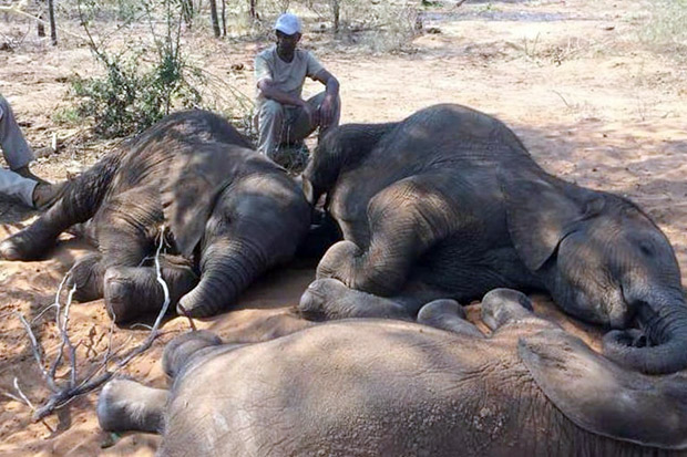 87 Gajah Mati Ditemukan di Dekat Taman Margasatwa Botswana