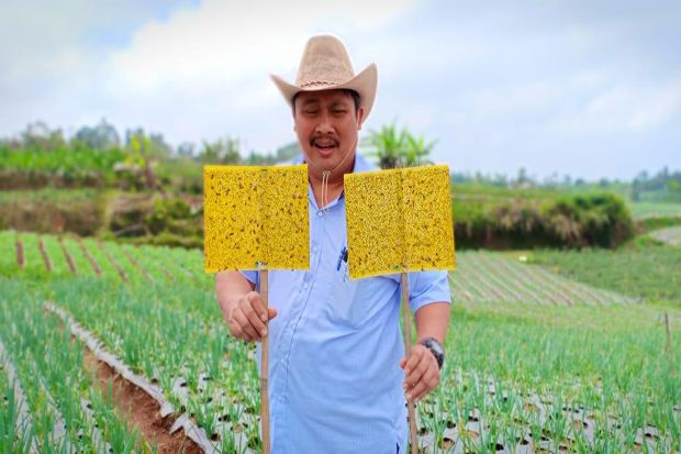 Tangkal Hama, Kementan Minta Petani Bawang Putih Gunakan Likat Kuning