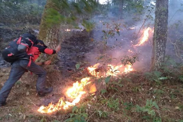 Belum Padam, Luas Hutan Terbakar Gunung Sindoro Capai 156 Hektare