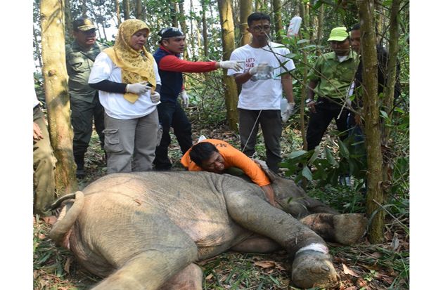 Anak Gajah Terjerat Perangkap Babi di Wilayah Siak