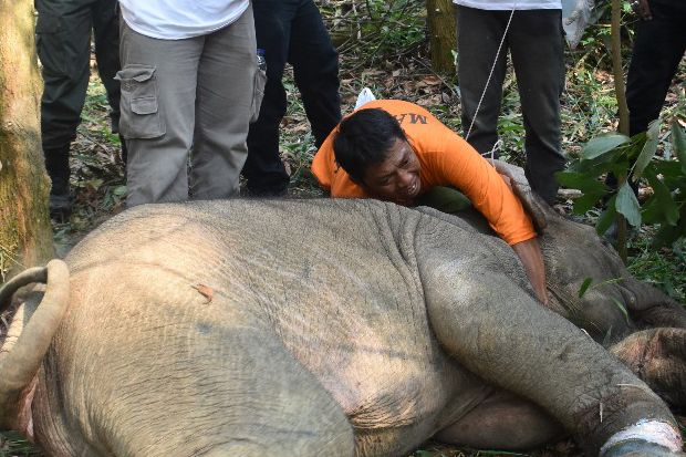 Terkena Jerat Babi, Anak Gajah Ini Tertinggal dari Rombongan