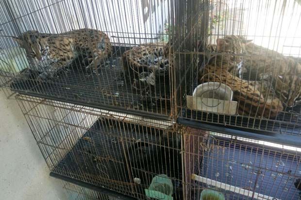 Polda Kalbar Tangkap Penjual 4 Kucing Hutan Berikut Barang Bukti